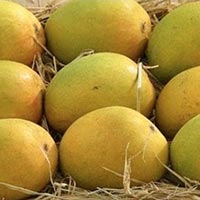 Fresh Mango