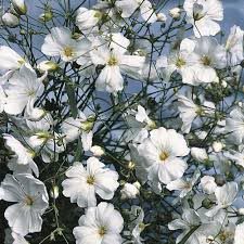 Fresh Gypsophila Flowers