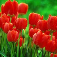 Fresh Tulip Flowers