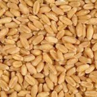 Wheat Seeds