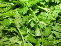 Fresh Coriander