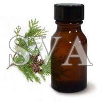 cedar leaf oil