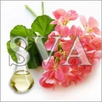 Geranium Oil