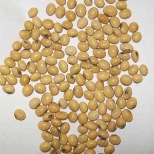 Soybean Seeds