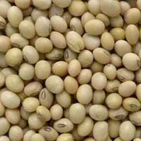 Soybean Seeds