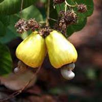 Cashew Nut Plants