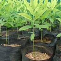 Green Sandalwood Plants