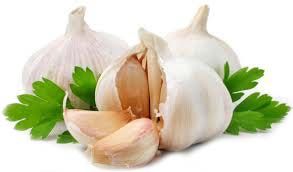 Fresh Garlic