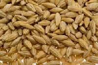 Indian Barley