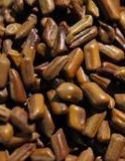 INDIAN Cassia Tora Seeds