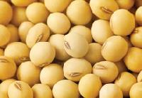 Indian SOYBEAN SEEDS