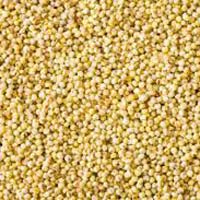 Millets Seeds