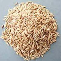 Paddy Seeds