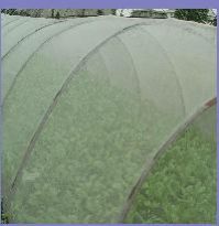 Anti Insect Net