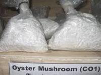 Oyster Mushroom Spawn
