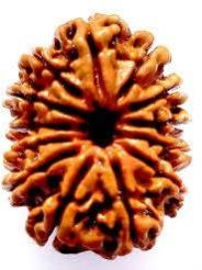 13 Mukhi Rudraksha