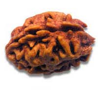 2 Mukhi Rudraksha