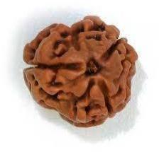 3 Mukhi Rudraksha