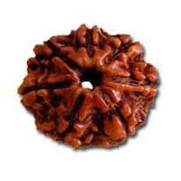 7 Mukhi Rudraksha