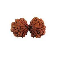 Gauri Shankar Rudraksha