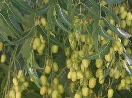 Neem Oil