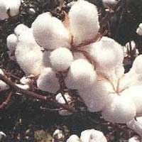 Raw Cotton