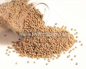 A Grade Sorghum Seeds