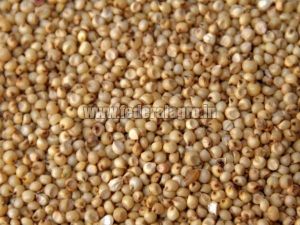 B Grade Sorghum Seeds