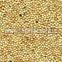 C Grade Sorghum Seeds