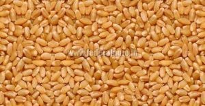 Lokwan Wheat Seeds