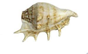 Sea Shell Shankh