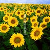 fresh sunflowers