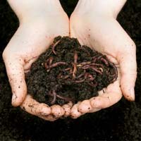 vermicompost