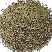 Bajra Seeds