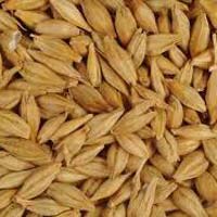 Barley Seeds