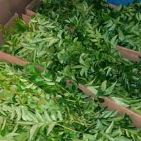 Fresh Curry Leaves