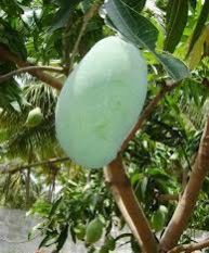 Fresh Green Mango