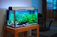 fish tank