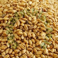 Cattle Feed Wheat