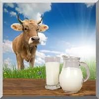 Cow Milk