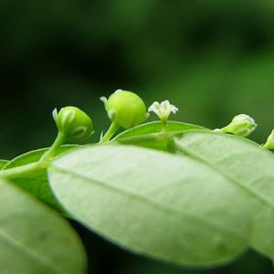 Phyllanthus Niruri Extract