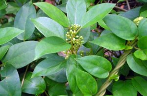 Gymnema Sylvestre Leaf