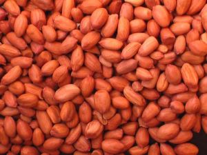 Groundnut Seeds