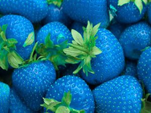 Patent Blue V Food Colour