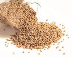 Sorghum Seeds