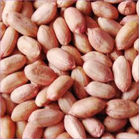 Groundnut