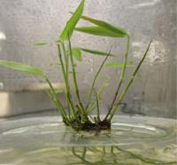 Tissue Culture : Bamboo (On Demand