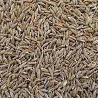 Cumin Seeds