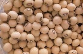 Soybean Seeds