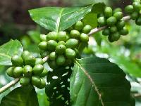 Green coffee bean extract ( Chlorogenic acid 45%-60% )